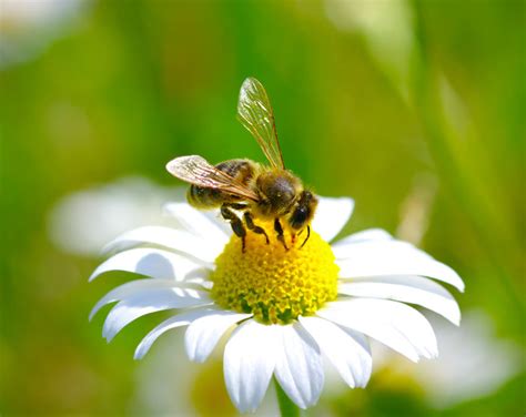 Are Bees Attracted to Honey: A Dive into the Sweet Mysteries of Nature