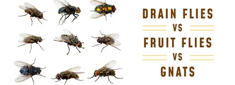 Are Gnats Fruit Flies? Exploring the Intricacies of Tiny Flyers