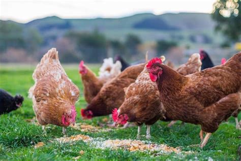 Can Chickens Eat Bird Food? Exploring the Feathered Feast