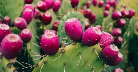 Can You Eat Cactus Fruit? Exploring the Edible Mysteries of the Desert