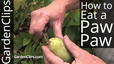 How to Eat Paw Paw Fruit: A Journey Through Culinary Creativity and Beyond