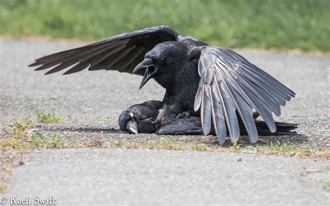 上野恩賜公園 駐車場 そして、なぜカラスは駐車場で会議を開くのか？