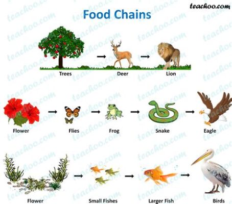 What Eats Grass in a Food Chain: Exploring the Circle of Life and Beyond