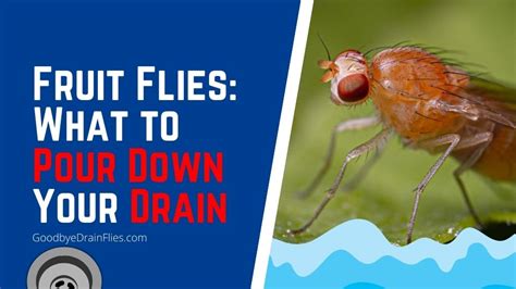 What to Pour Down Drain to Kill Fruit Flies: A Symphony of Solutions and Curious Musings