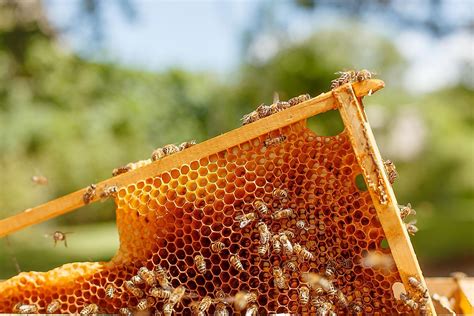 Where Can I Buy Royal Honey and Why Do Bees Dream of Electric Flowers?