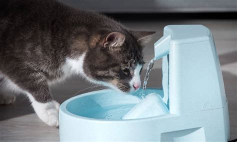 ウォーターサーバー 棚: なぜ猫は水を飲むのが好きなのか？